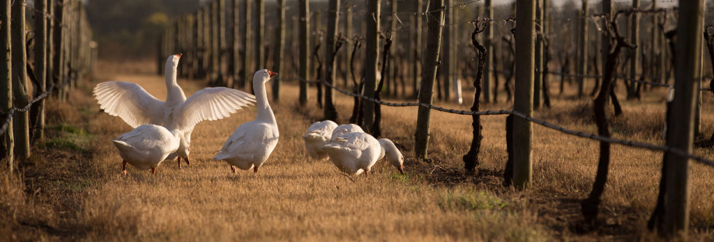 The geese of Glenguin